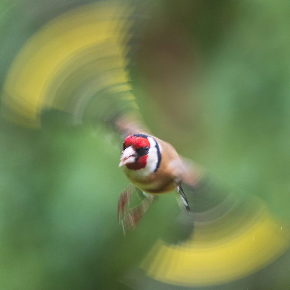 blurry bird shots