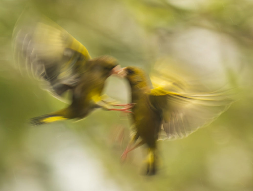 Blurry bird shots