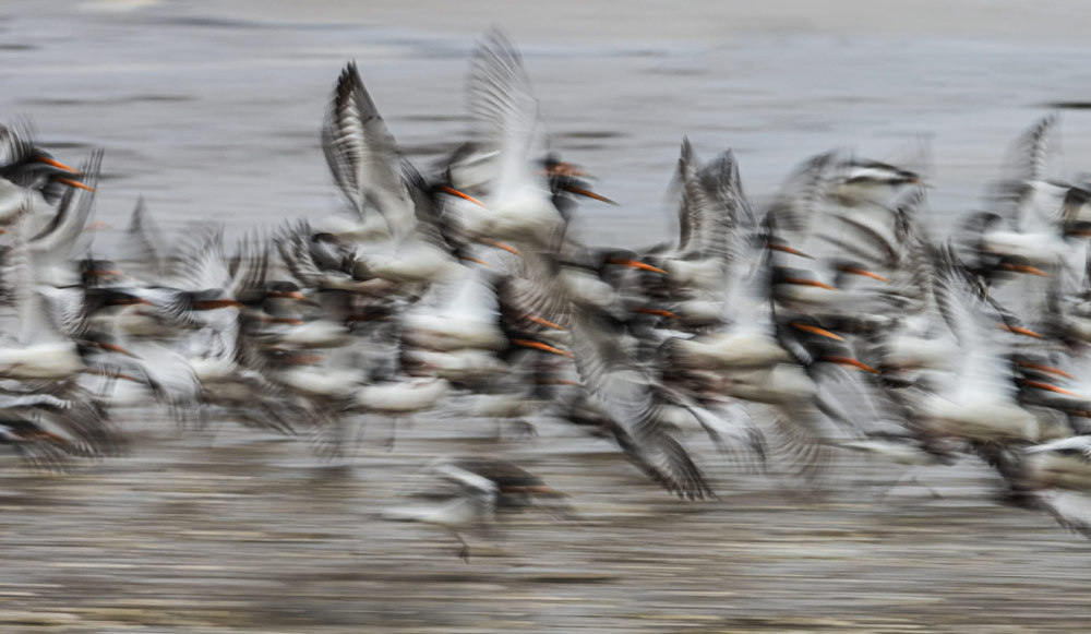 blurry bird shots