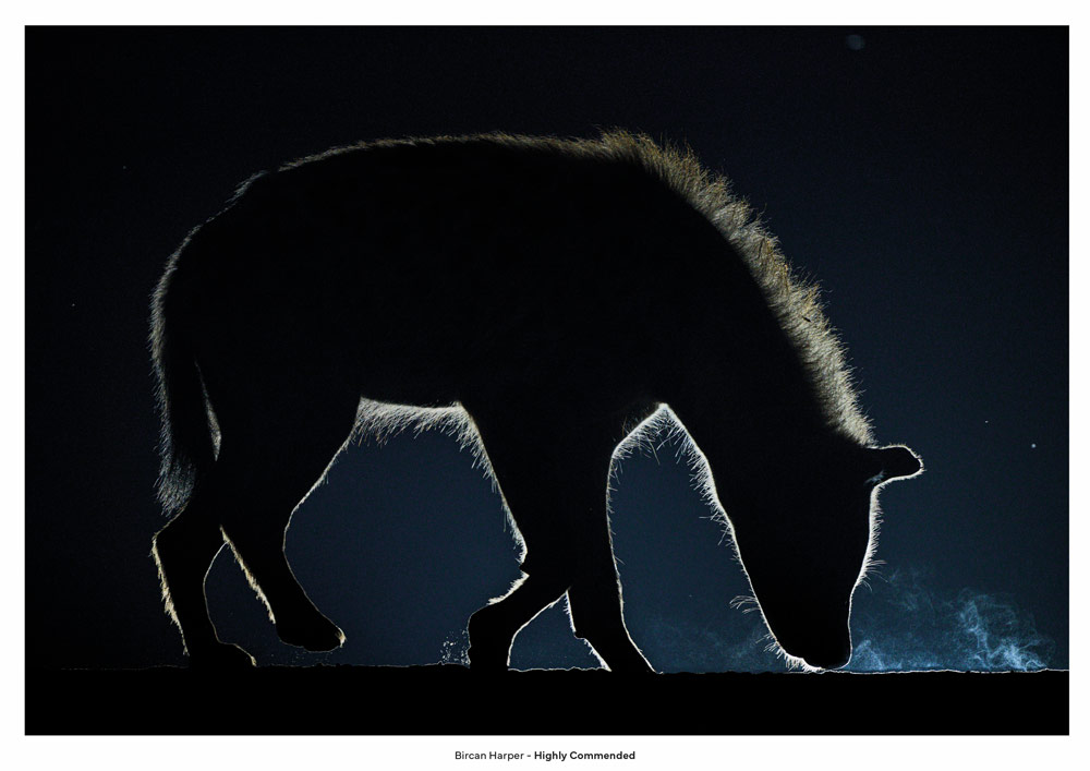 Honor night photographer of the year winners