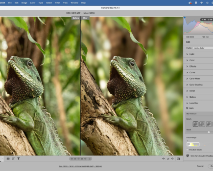 Screenshot of Adobe PHotoshop software being used to edit an image of a lizard