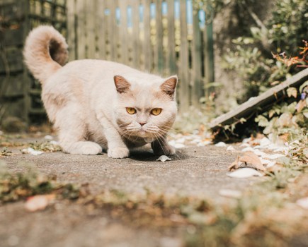 A beautiful grey British short hair breed cat crouches on the ground outside and looks defiantly at the camera.