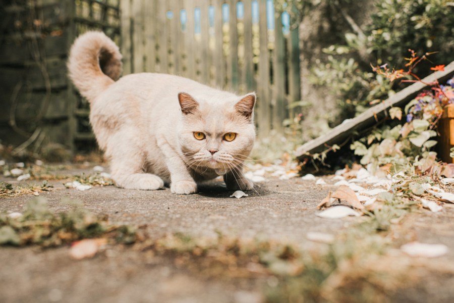 A beautiful grey British short hair breed cat crouches on the ground outside and looks defiantly at the camera.