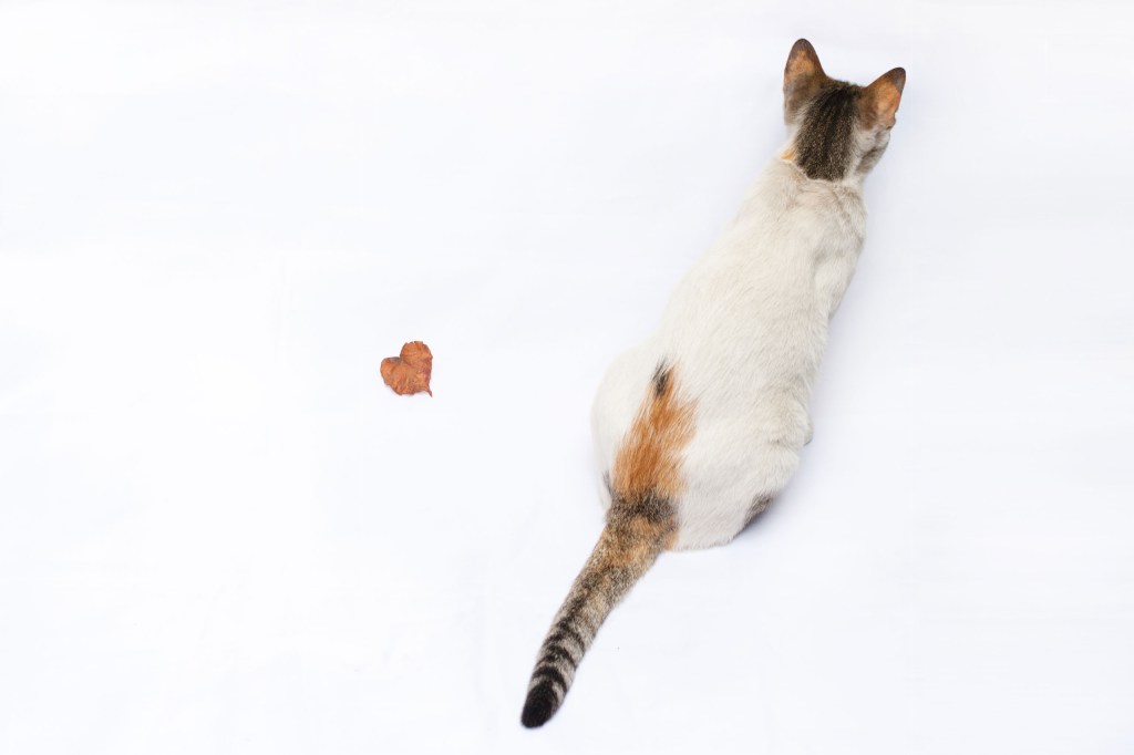 A cat next to a heart shaped leaf.