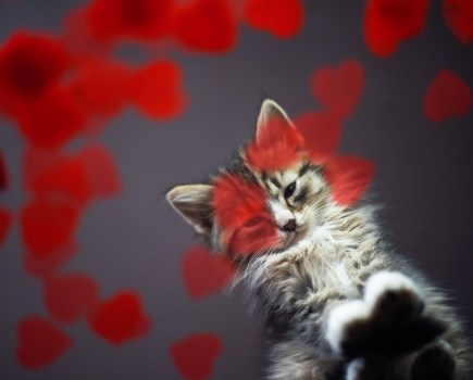A cat shot from below with love-heart shaped petals