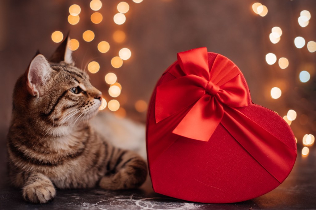 A cat next to a heart-shaped box