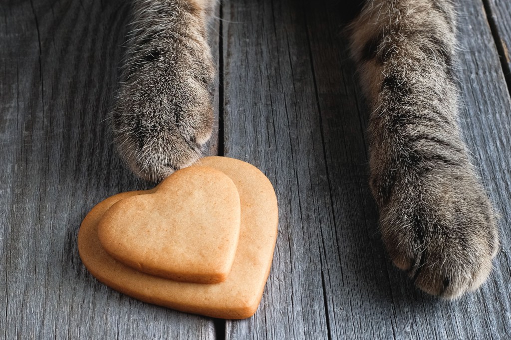 A cat's paws "holding" some heart shaped biscuits