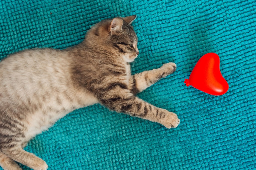 A cat playing with a balloon in the shape of a heart