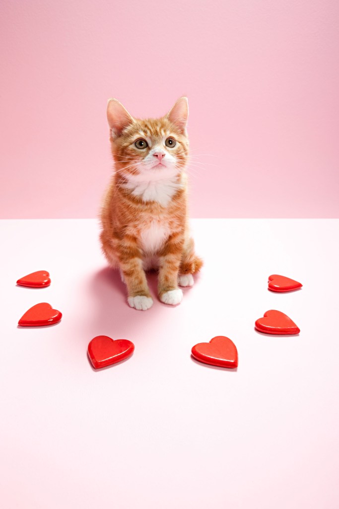 A kitten surrounded by hearts