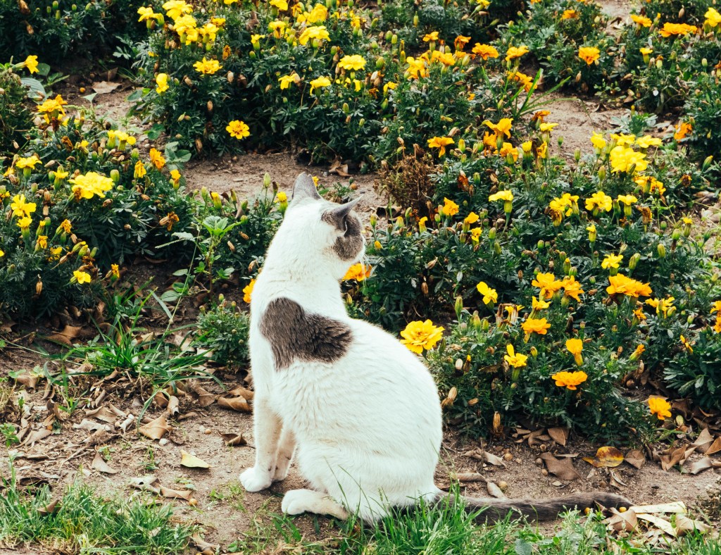 A cat with a heart shape in its fur