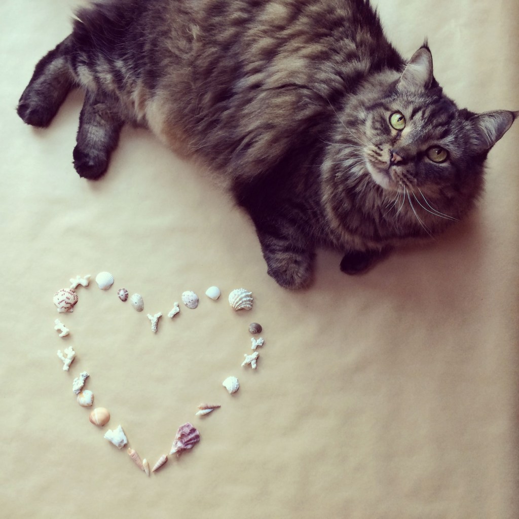 A cat next to some shells in the shape of a heart