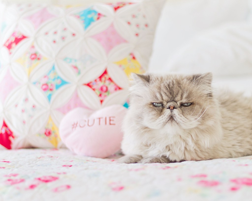 A grumpy looking cat next to a cutie pillow