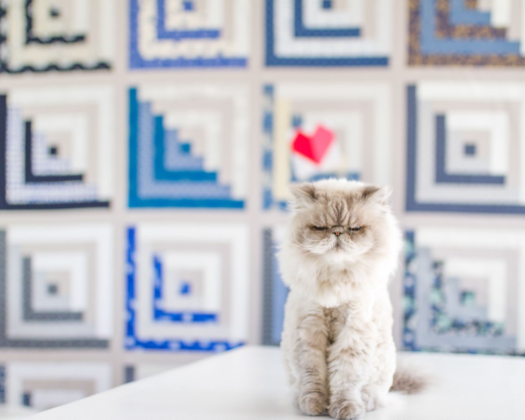 A grumpy looking cat with a heart behind its head