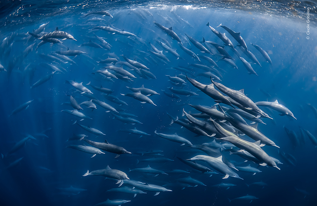 super pod of dolphins