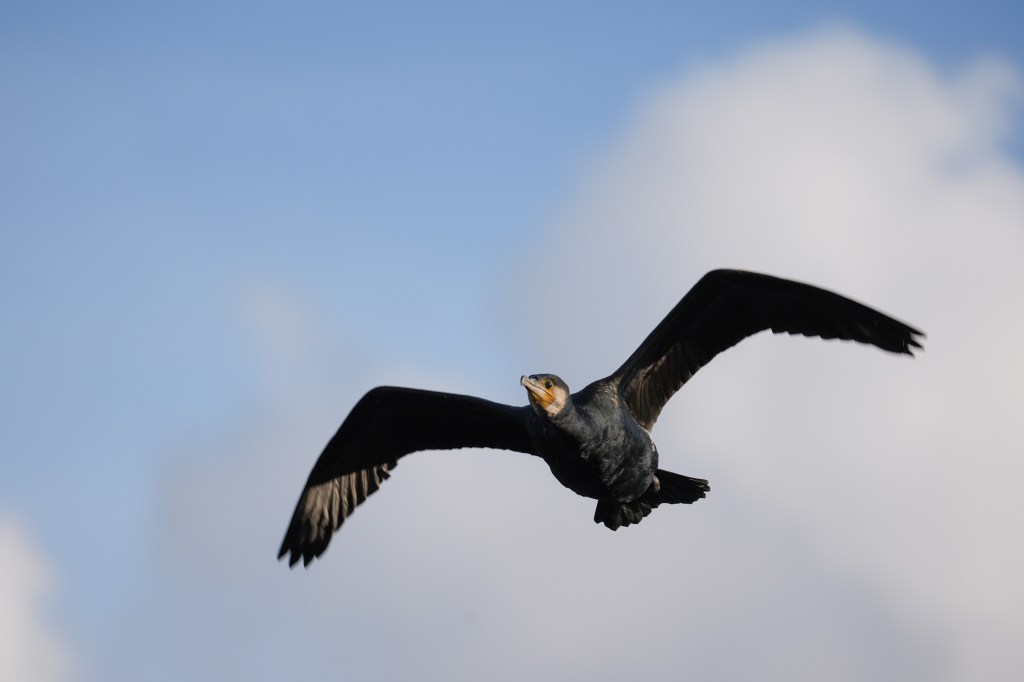Sony A7 V cormorant in flight sample image
