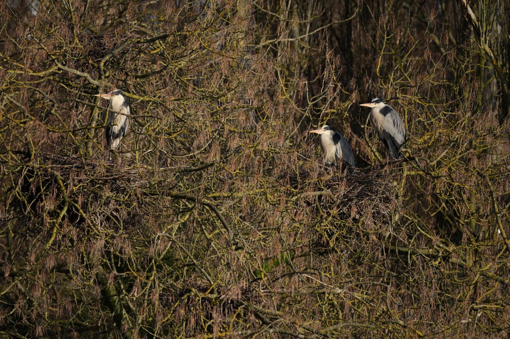 Sony A7V sample image