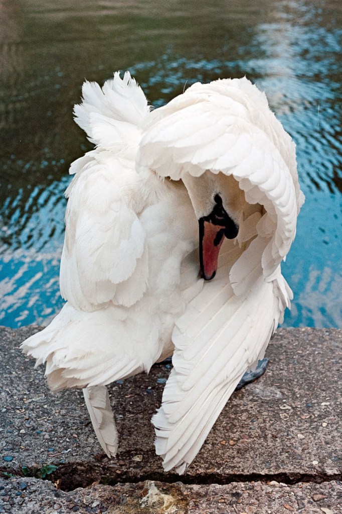 portrait of a swan