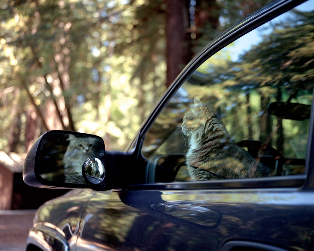 a cat in the window of a car