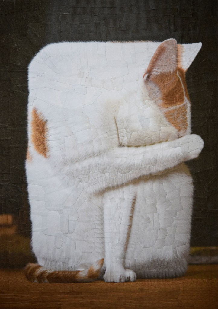 A cat