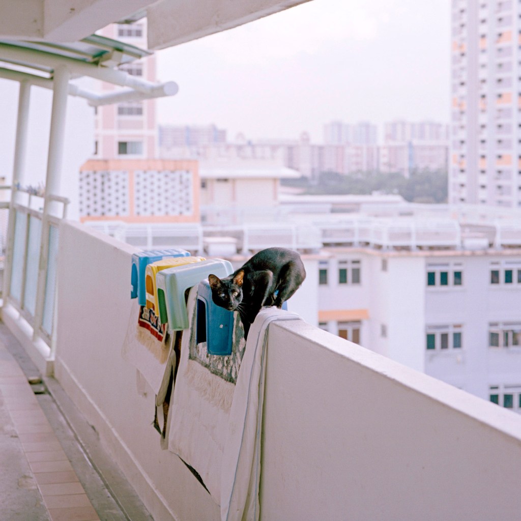 A cat on a balcony