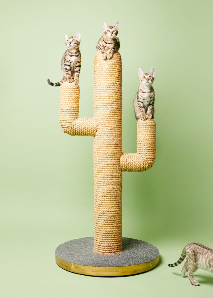 Cats on a cat scratching post
