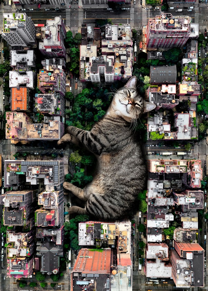 A cat in a model village