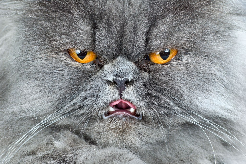 A very close-up image of a cat's face