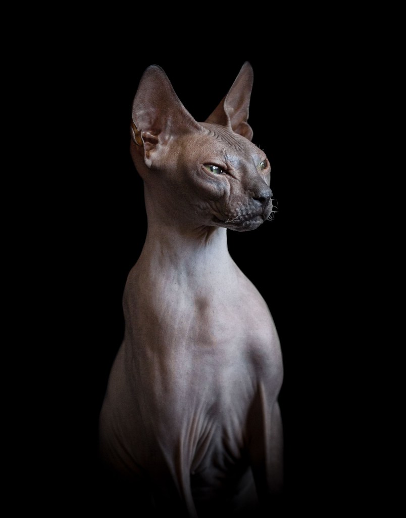 A sphynx cat