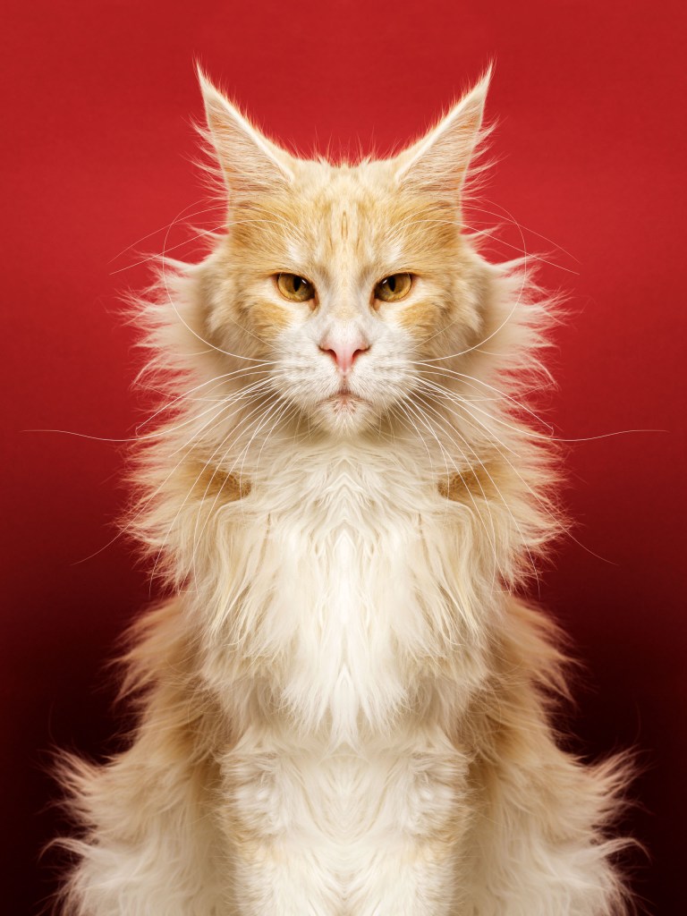 A maine coon cat