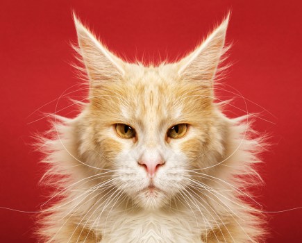 A maine coon cat