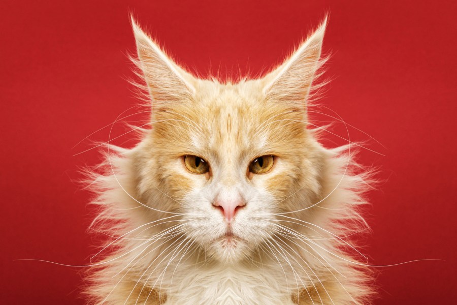 A maine coon cat