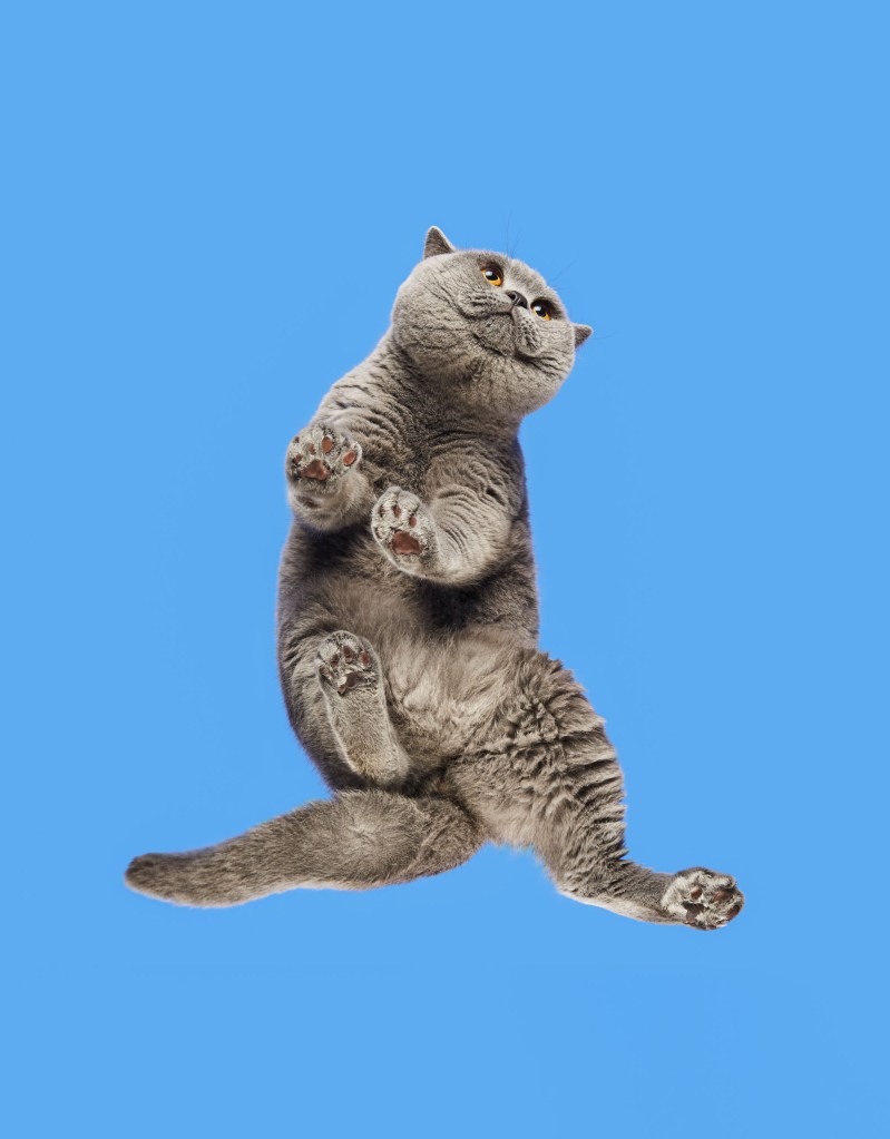 The under side of a cat