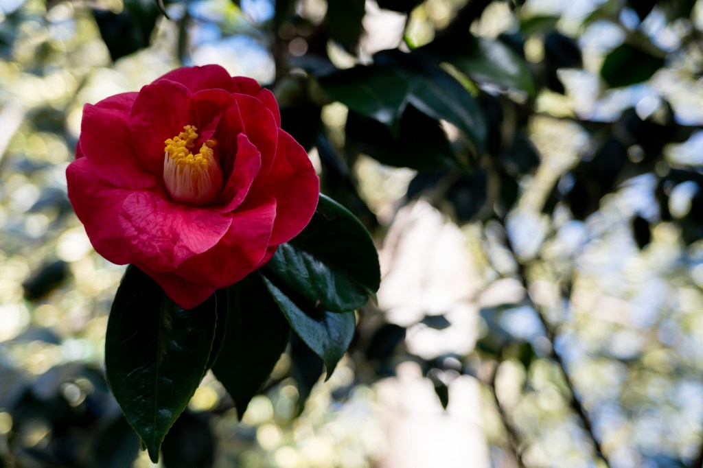 A sample image taken using the Nikon 16-50mm f/2.8 DX lens