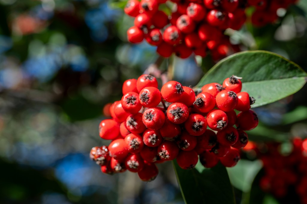 Some red berries