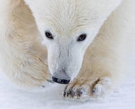 close up portrait of a polar bear