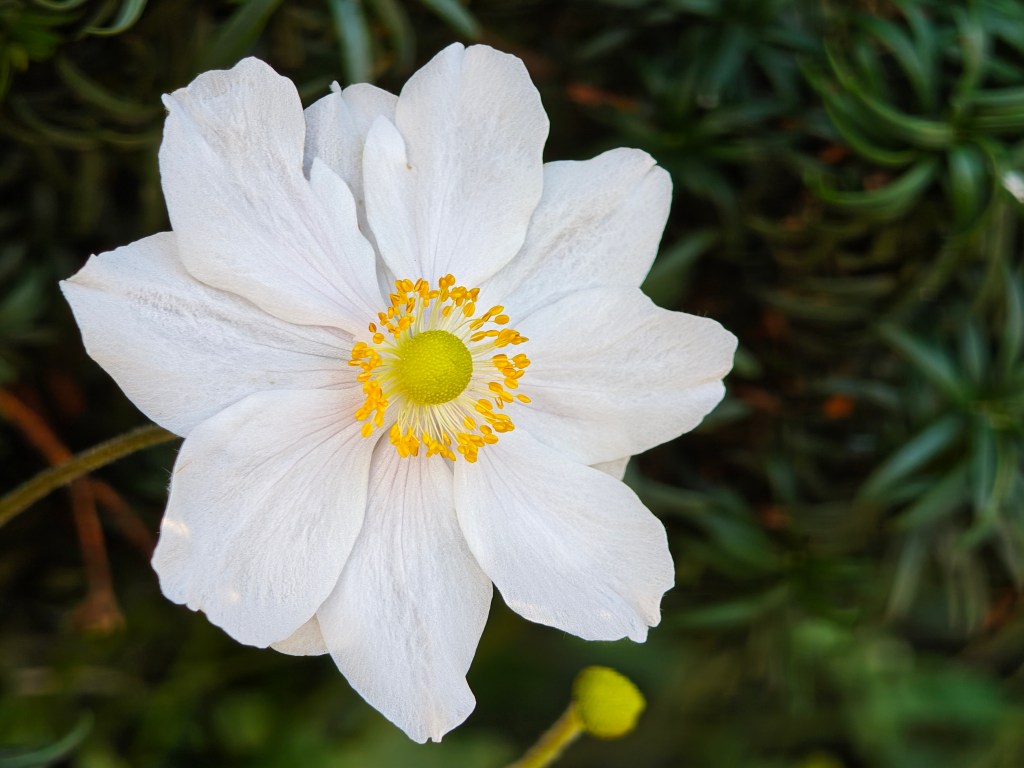 A macro image shot with the Poco F8 Ultra