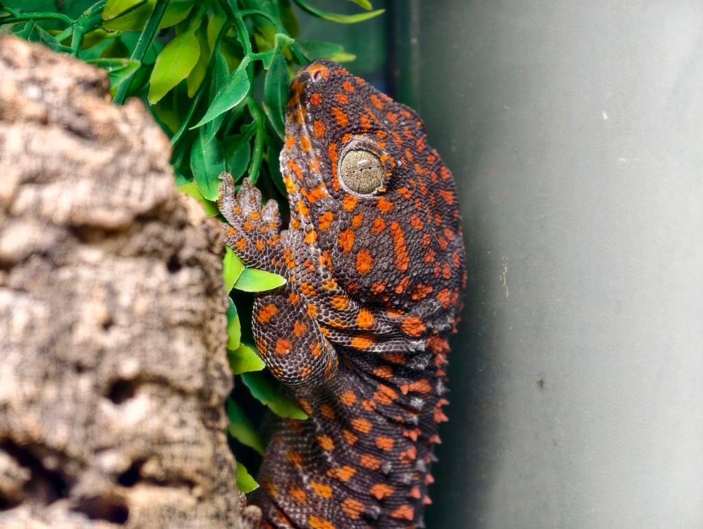 Lizard eye close-up. Vivo X300 Pro telephoto camera. Photo Joshua Waller