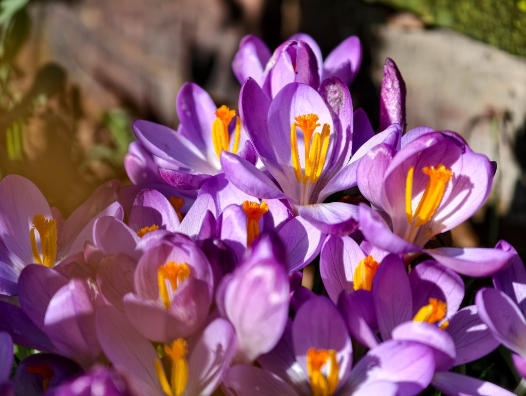 Close-up using the 3.5x telephoto (85mm equivalent) camera. Photo Joshua Waller