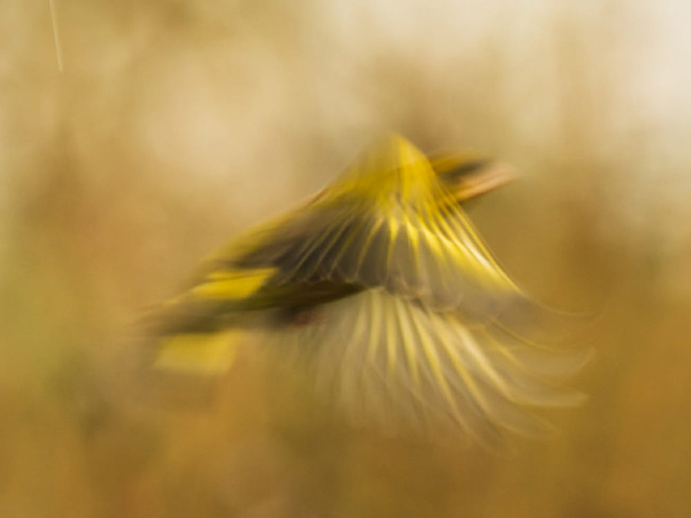 Blurry bird shots