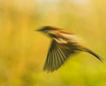 blurry bird photos