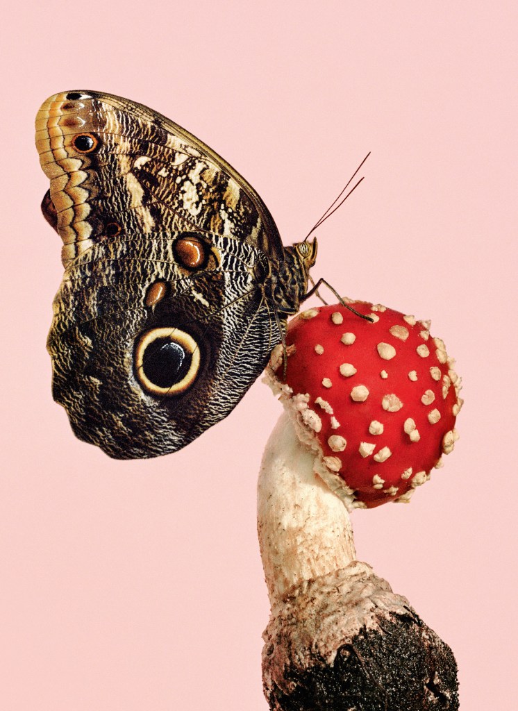 A butterfly resting on a mushroom