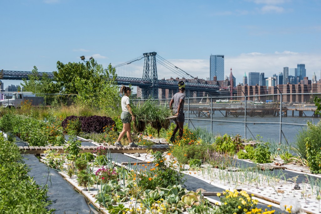 people working on an allotment in the foreground of a cityscape