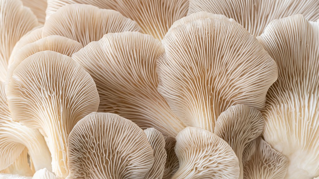 close up of oyster mushrooms