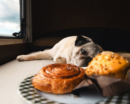 a pug looking longingly at pastries
