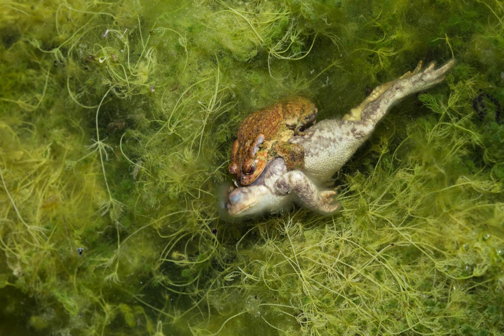 Two frogs hugging
