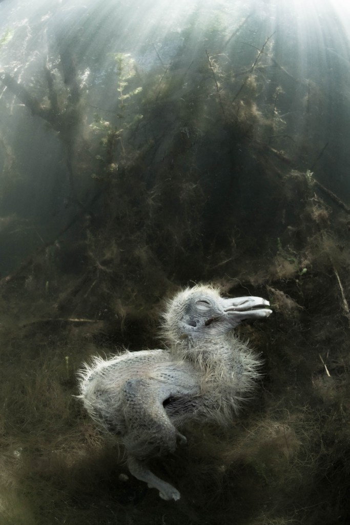 Dead Chick in the Pond 