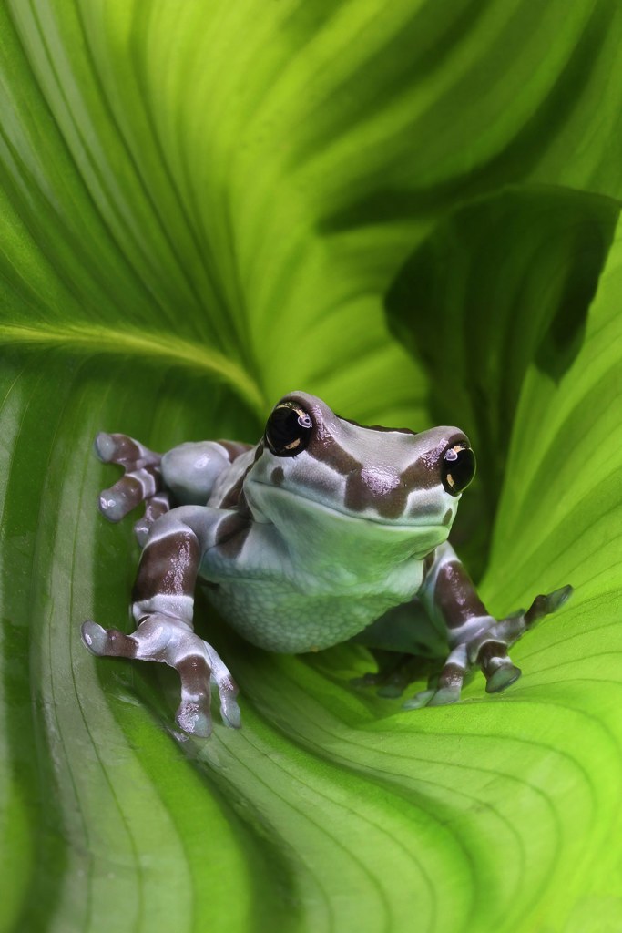 Angi Wallace frog