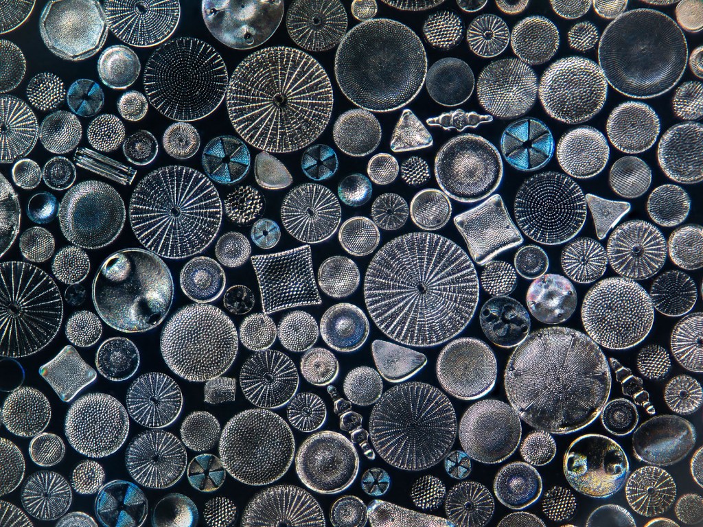 Diatoms under a microscope