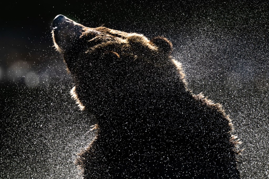A grizzly bear shakes off water in the Chilkotin River in British Columbia 