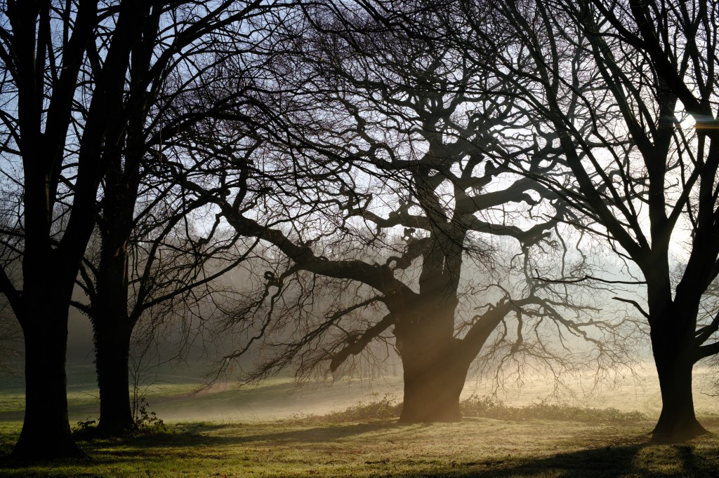 Viltrox TCL-X100VI on Fujifilm X100VI sample image - misty backlit trees
